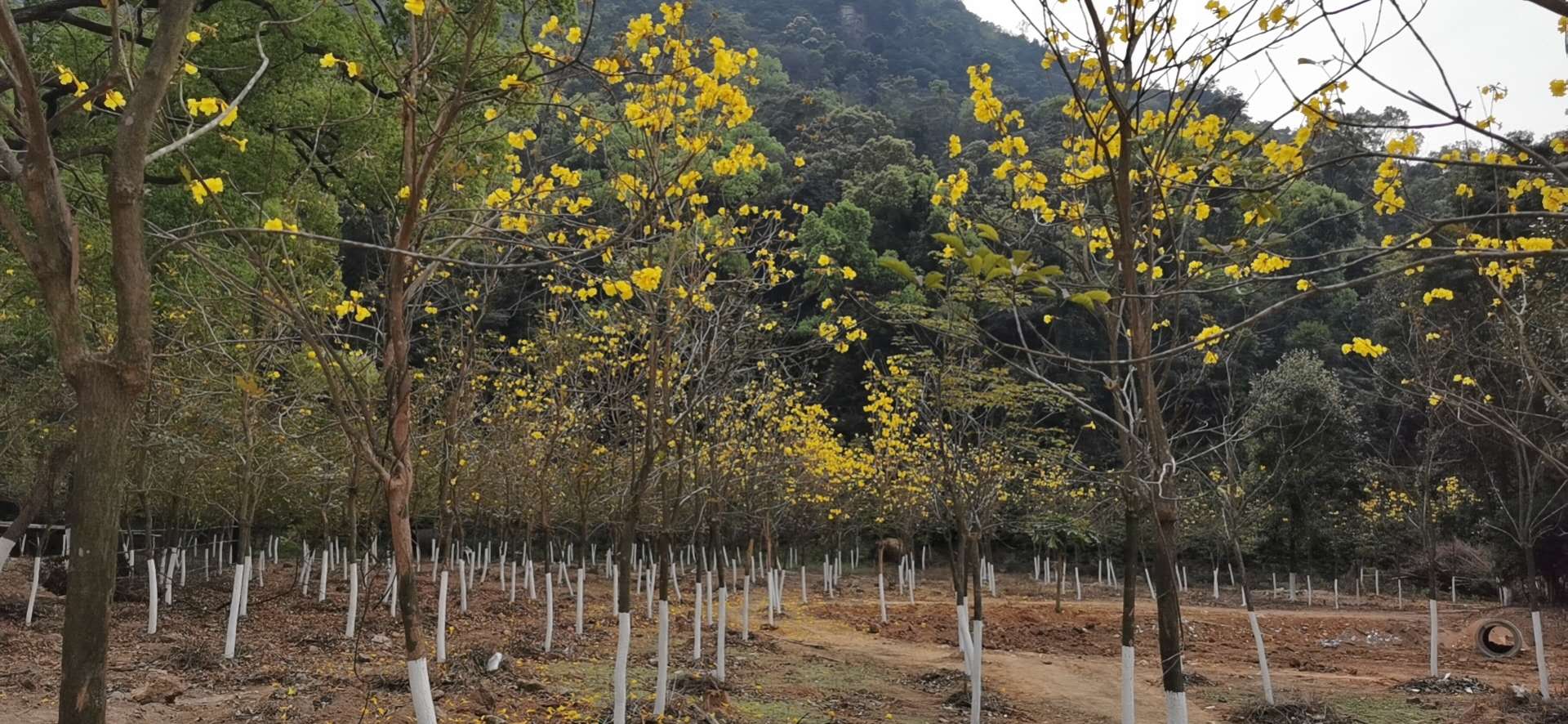 北峰山黄花风铃