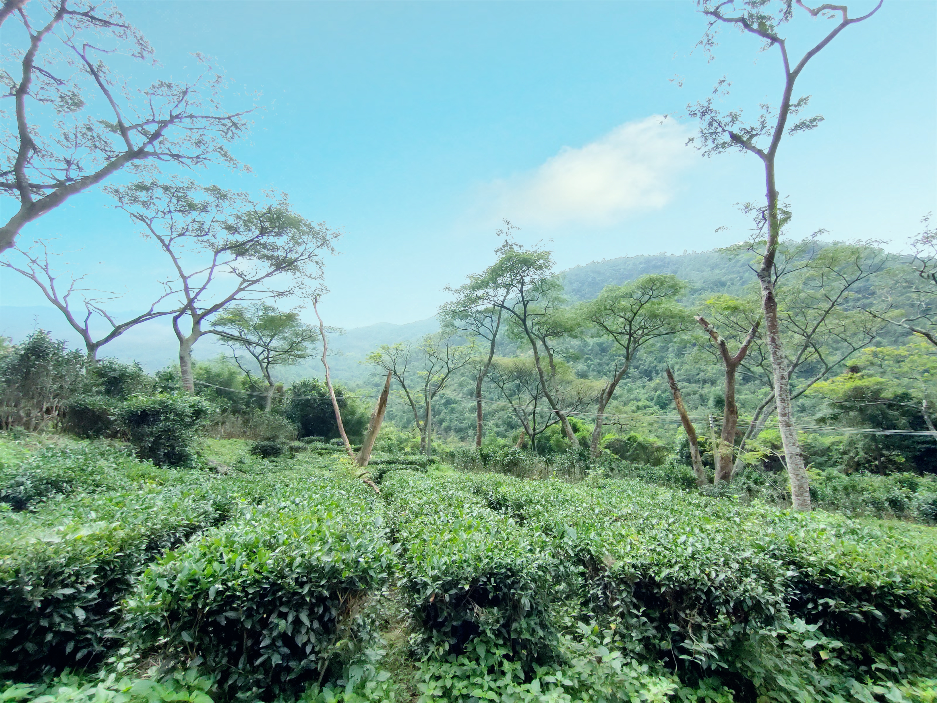 白云茶种植基地