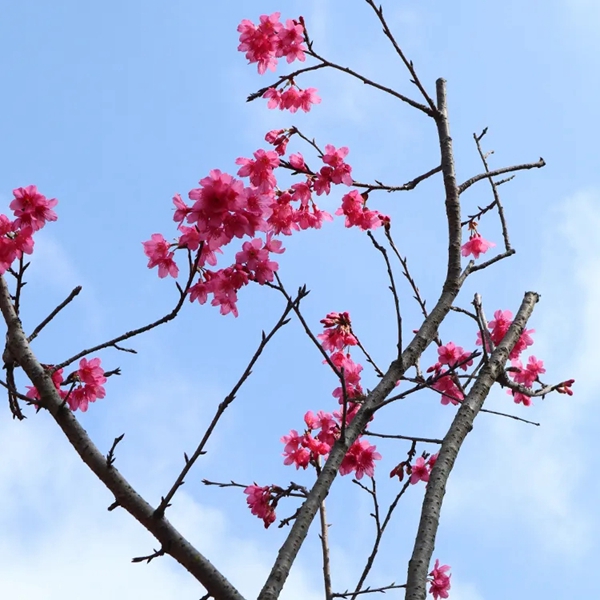 广东北峰山醉美樱花节