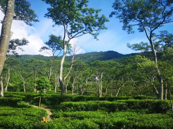 北峰山森林公园