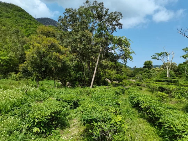 北峰山森林公园