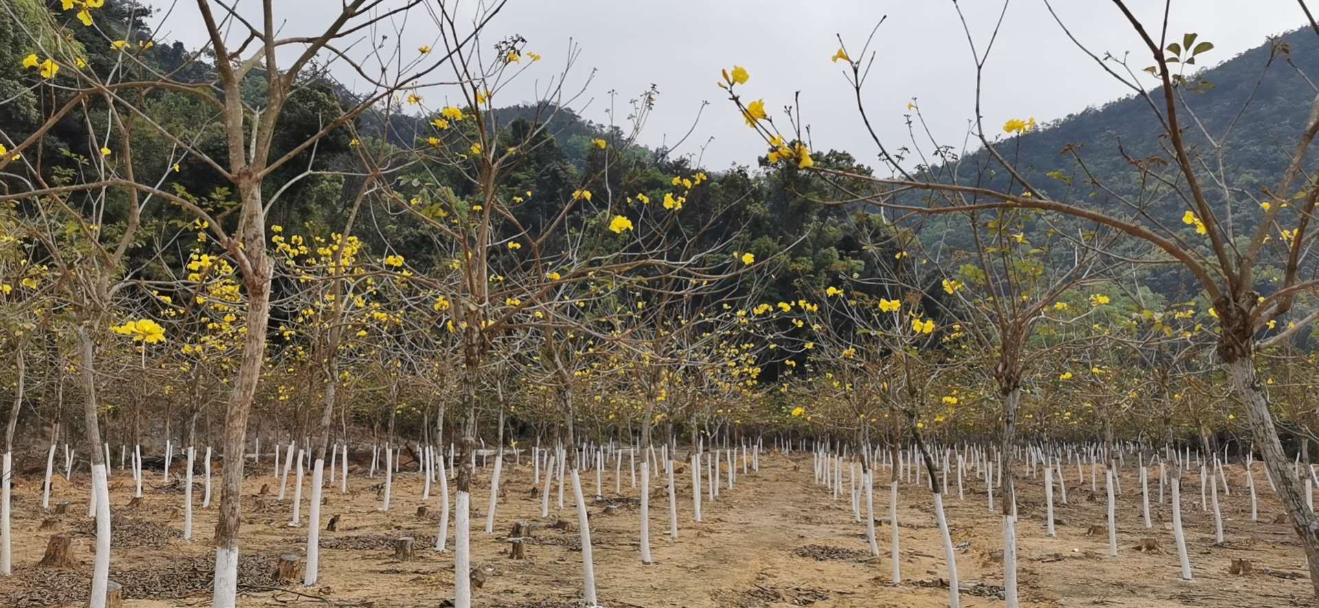 福州推荐北峰山生态公园哪个品牌好