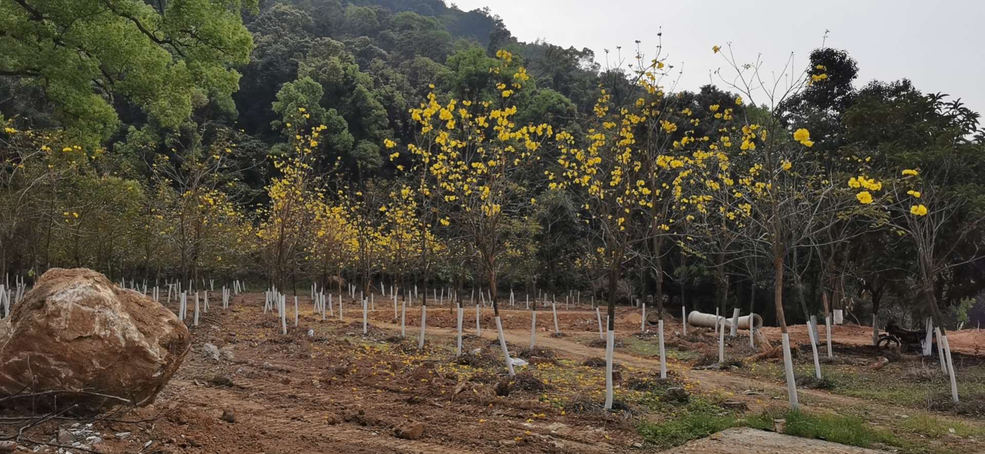 建瓯选择北峰山国家森林公园厂家供应