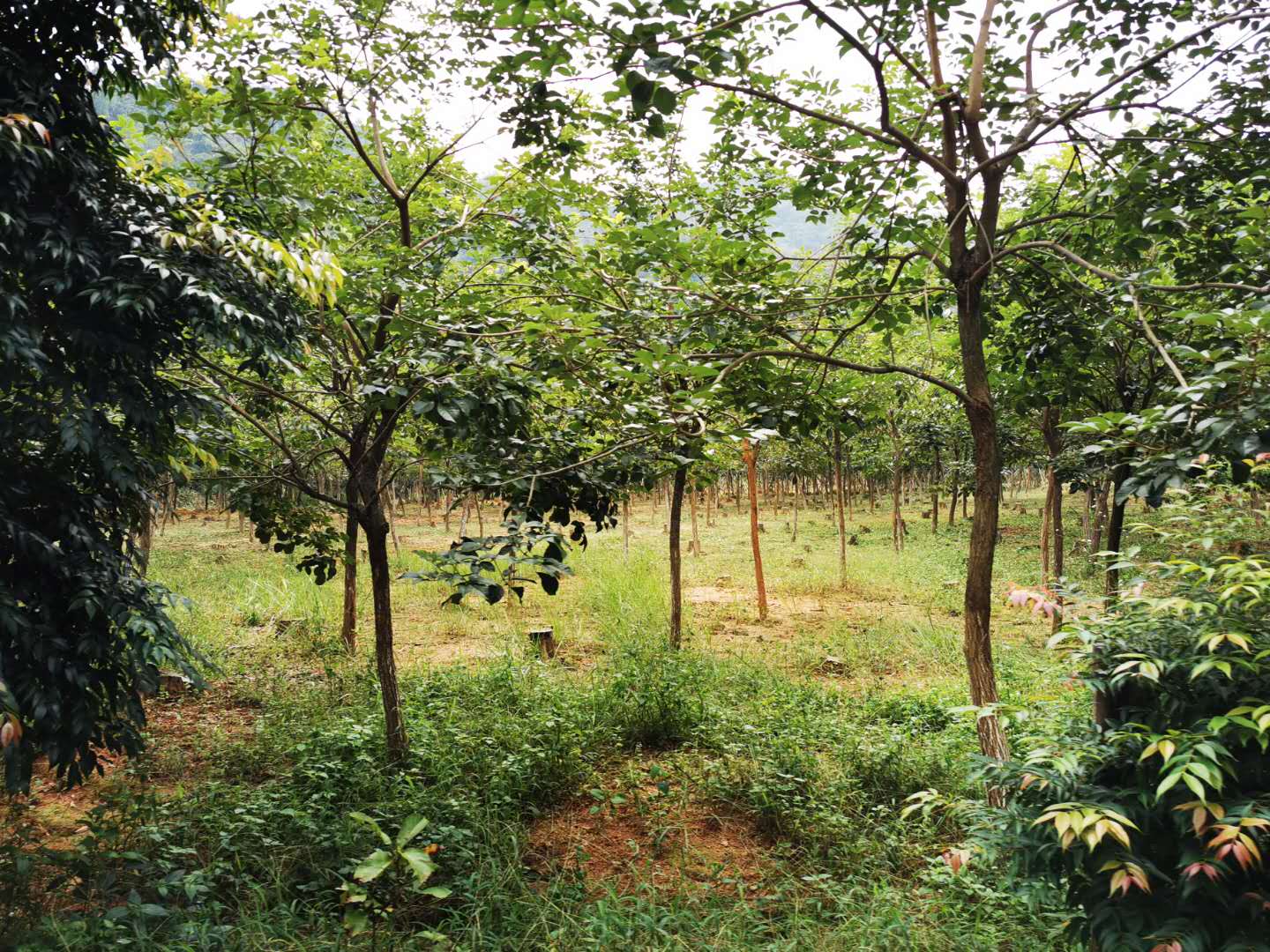 建阳选择北峰山生态森林公园哪个品牌好